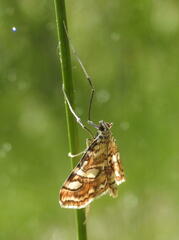 Elophila ekthlipsis
