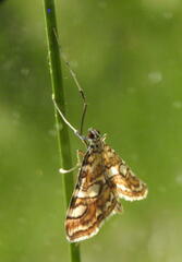 Elophila ekthlipsis