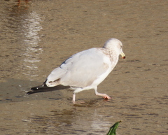 Larus argentatus argenteus