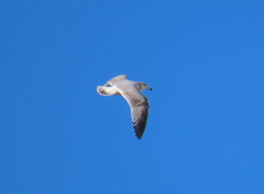 Larus argentatus argenteus