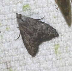 Nola pleurosema