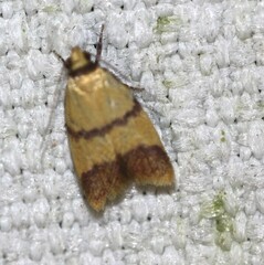 Heteroteucha translatella