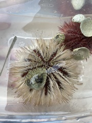 Lytechinus variegatus