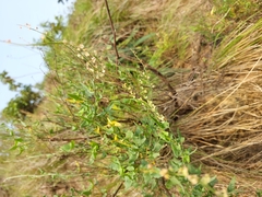 Rumex hastatus