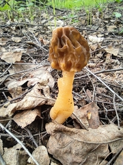 Verpa bohemica