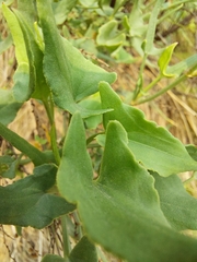 Rumex hastatus