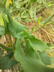 Rumex hastatus