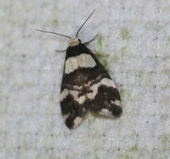 Thallarcha phalarota