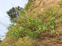 Rumex hastatus