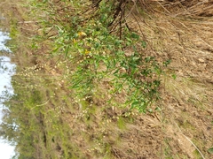 Rumex hastatus