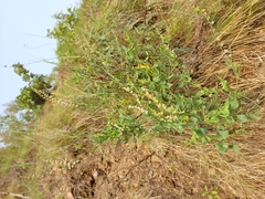 Rumex hastatus