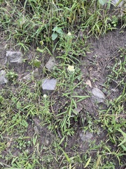 Pseudognaphalium viscosum