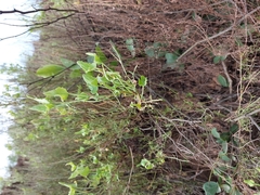 Rumex hastatus