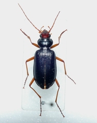 Nebria picicornis