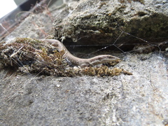 Anadia pulchella