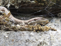 Anadia pulchella