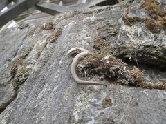 Anadia pulchella