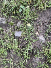 Pseudognaphalium viscosum