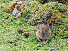 Sylvilagus andinus