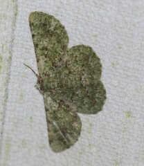 Aeolochroma viridicata