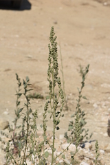 Chenopodium opulifolium