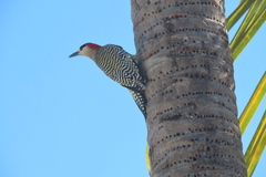 Melanerpes superciliaris