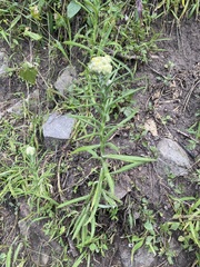 Pseudognaphalium viscosum