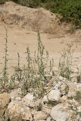 Chenopodium opulifolium