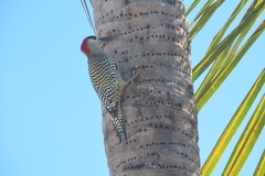 Melanerpes superciliaris