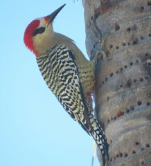 Melanerpes superciliaris