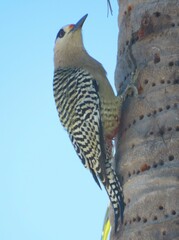 Melanerpes superciliaris
