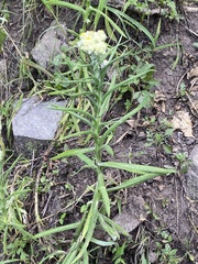 Pseudognaphalium viscosum