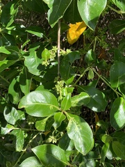 Coprosma robusta