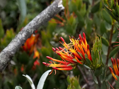 Tristerix longibracteatus