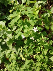 Isopyrum thalictroides