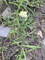 Pseudognaphalium viscosum