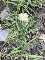 Pseudognaphalium viscosum