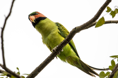 Psittacula longicauda