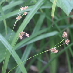 Luzula pallescens