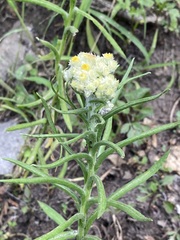 Pseudognaphalium viscosum