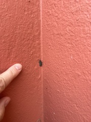 Eudonia submarginalis