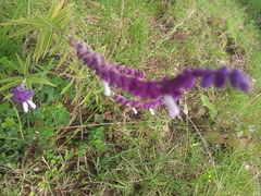 Salvia leucantha