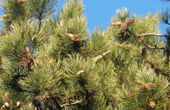 Pinus nigra