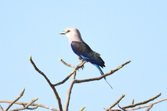 Coracias cyanogaster