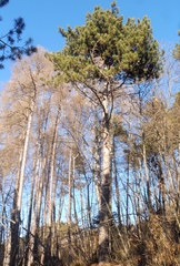 Pinus nigra