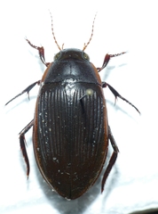 Dytiscus semisulcatus