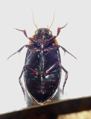 Dytiscus semisulcatus