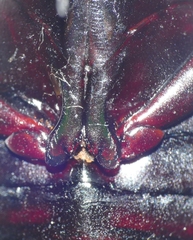 Dytiscus semisulcatus