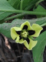 Physalis cinerascens spathulifolia