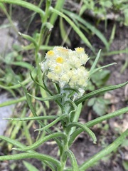 Pseudognaphalium viscosum